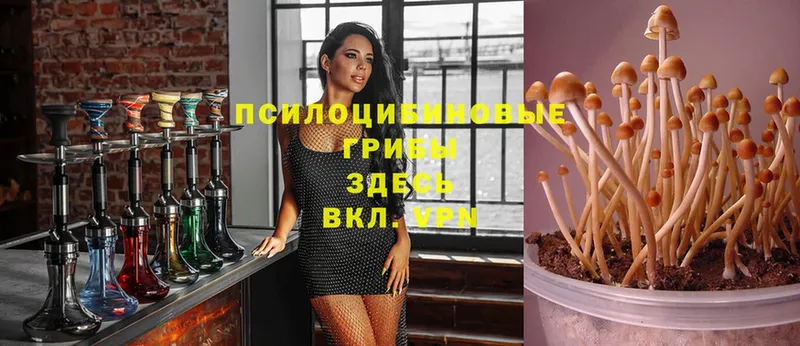 mega ССЫЛКА  Белый  Псилоцибиновые грибы ЛСД  закладка 